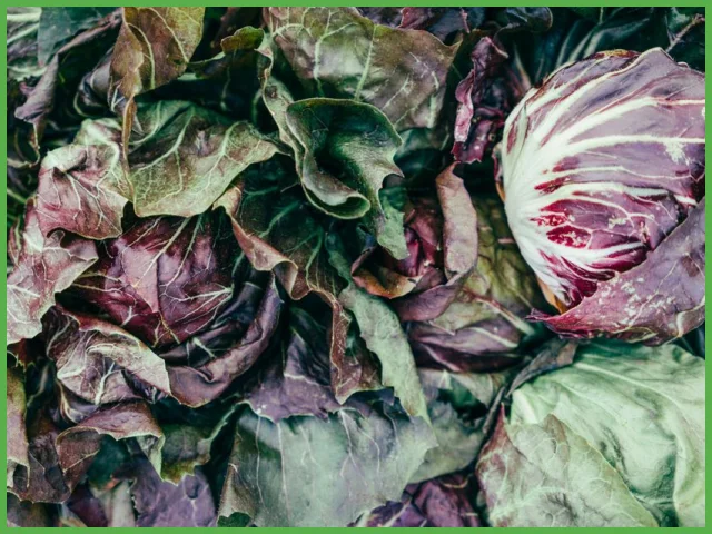 Sałata Radicchio