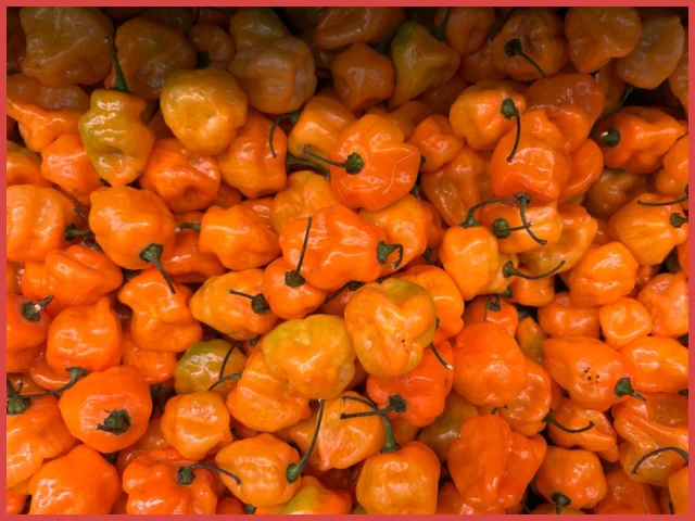 Habanero
